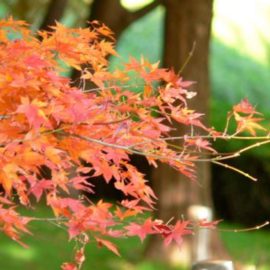 住宅街の中にある小径の紅葉