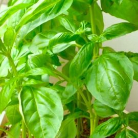 バジルソースを鮮やかな色に